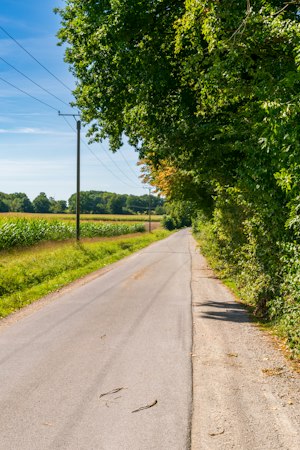 A quiet tree-lined country road
